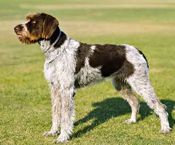 Drótszőrű német vizsla