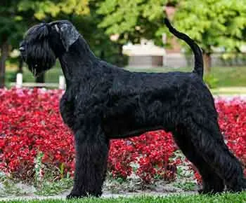 Óriás schnauzer