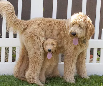 Goldendoodle