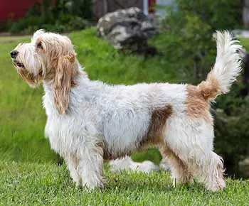Nagy vendée-i griffon basset