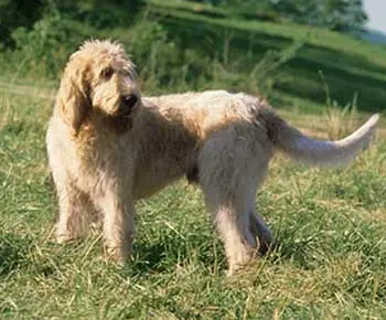 Nagy vendée-i griffon