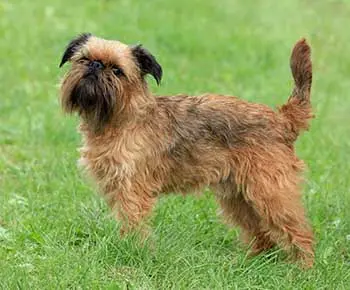 Belga griffon