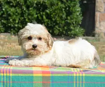 Havanese