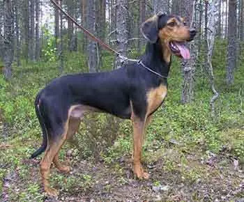 Görög kopó