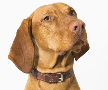 Rövidszőrű magyar vizsla