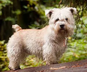 Glen of Imaal terrier
