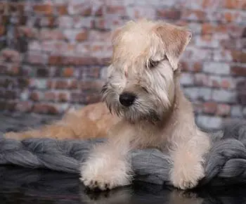 Soft coated wheaten terrier