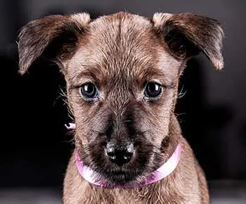 Ír terrier