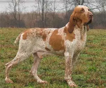 Olasz vizsla