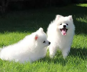Japán spitz