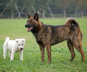 Tora Inu