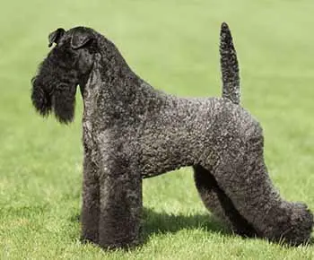 Kerry Blue Terrier