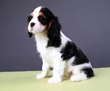 King Charles spániel