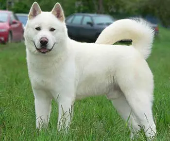 Kishu