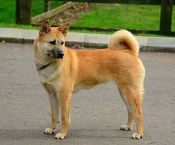 Koreai jindo kutya