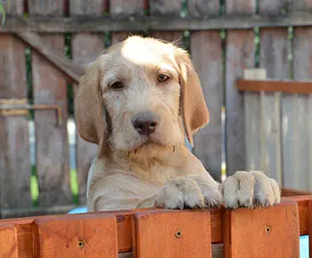 Labradoodle