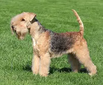 Lakeland Terrier