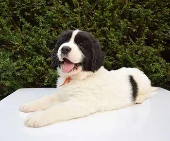 Landseer