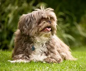 Lhasa Apso