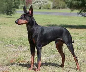 Manchester Terrier