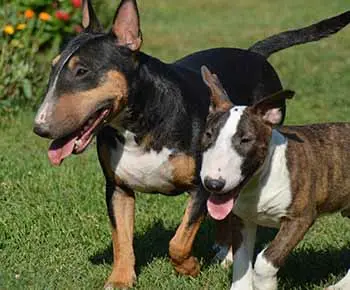 Miniatűr bullterrier