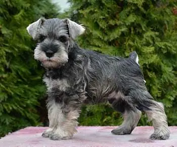 Törpe schnauzer