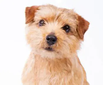 Norfolk Terrier