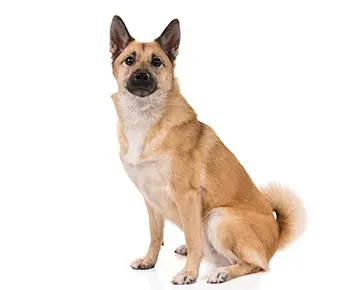 Norvég buhund
