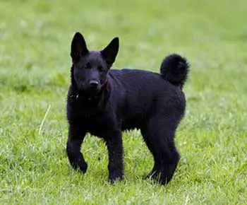 Fekete norvég elkhund