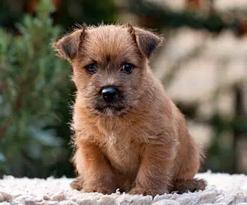 Norwich Terrier
