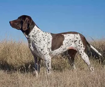 Ősi dán vizsla