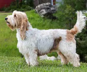 Kis vendée-i griffon basset