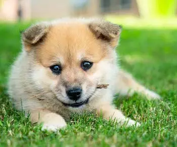 Pomsky