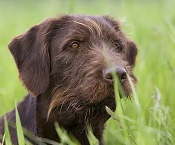 Pudelpointer