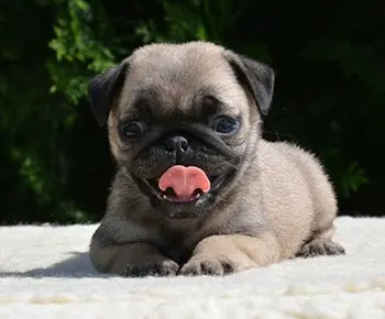 Mopsz