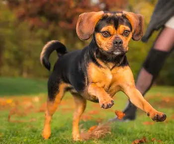 Puggle
