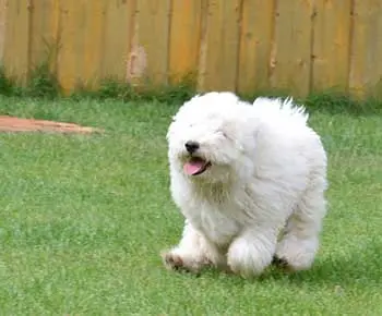 Puli