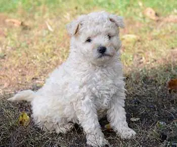 Pumi