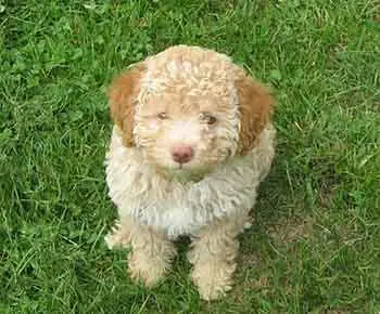 Lagotto Romagnolo