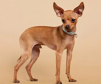 Orosz toy terrier