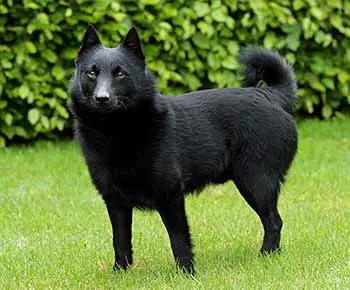 Schipperke