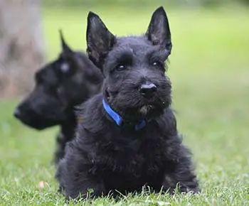 Skót terrier