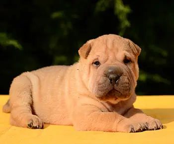 Shar Pei