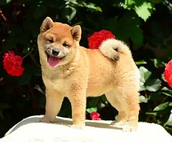 Shiba