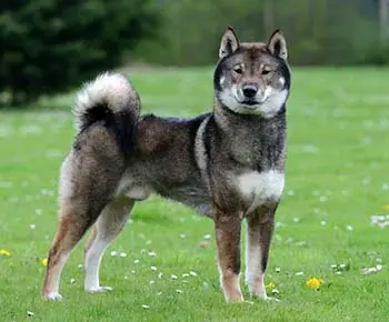 Shikoku