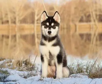 Szibériai husky