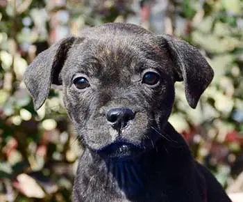 Staffordshire Bullterrier