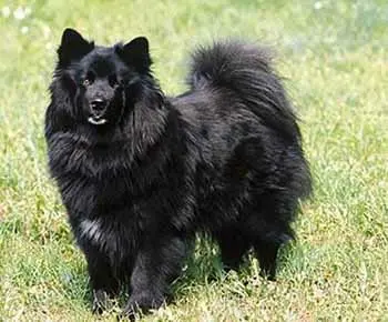 Svéd lapphund