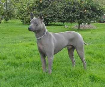 Thai Ridgeback