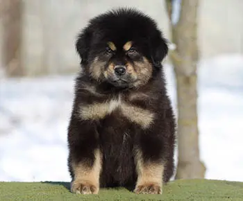 Tibeti masztiff